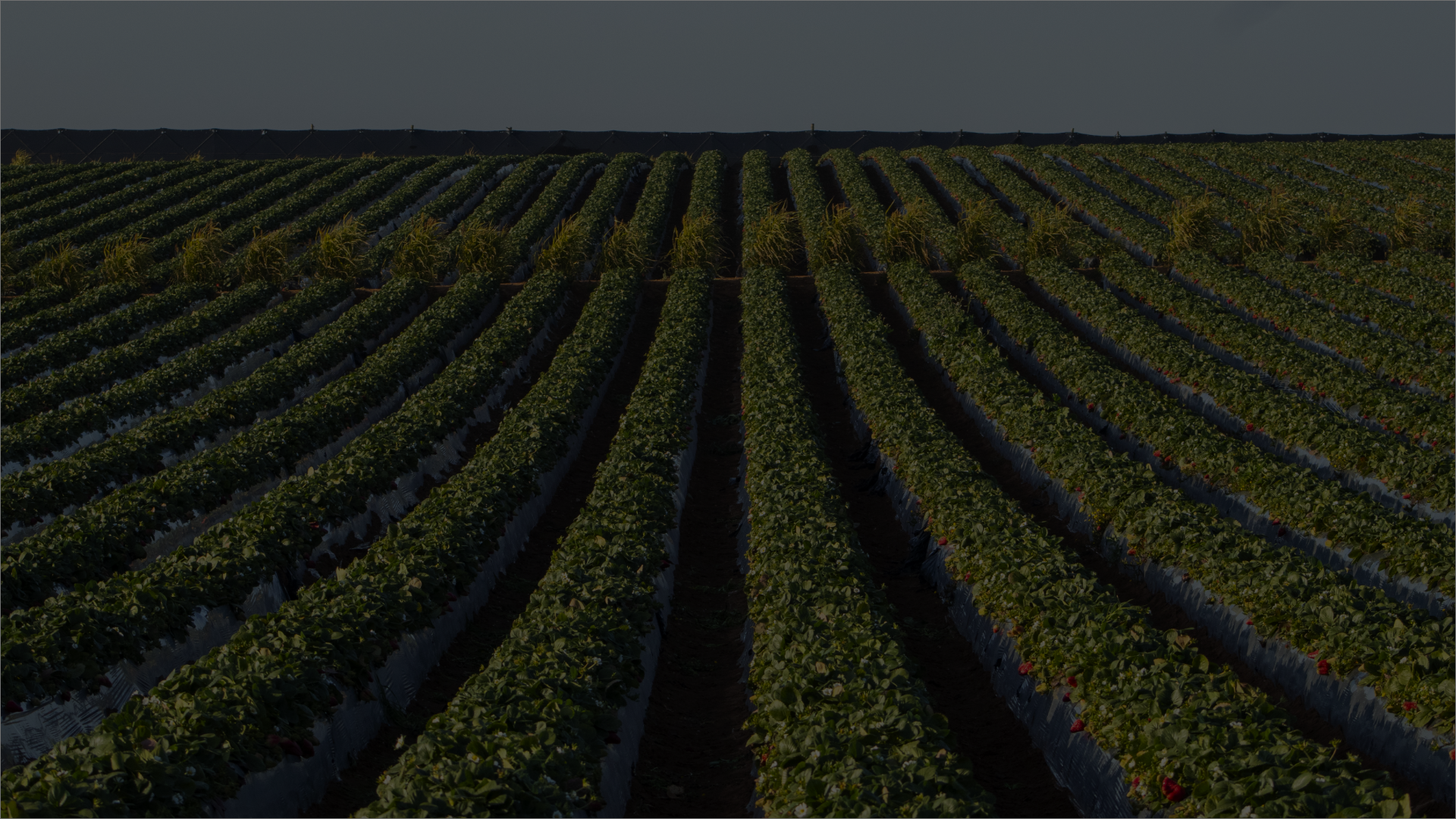 slider fertilizer