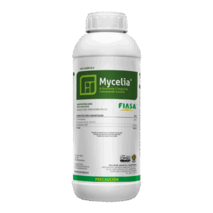 Mycelia