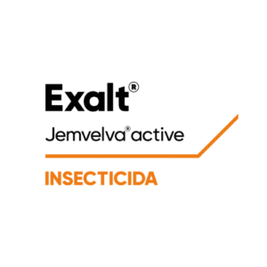 Exalt