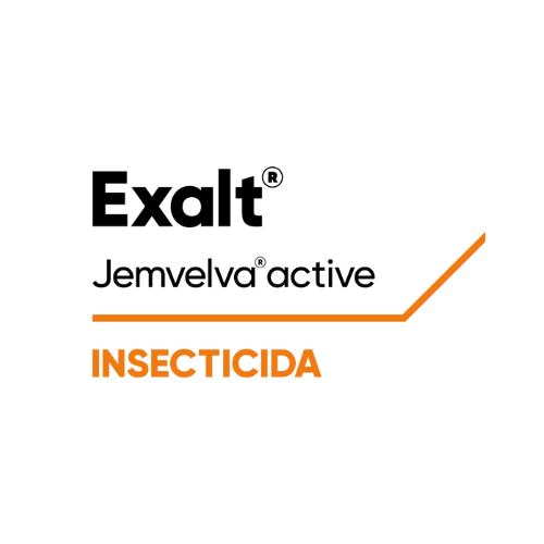 Exalt